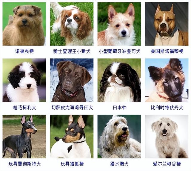 狗狗品种大全(带图片)，各位铲屎君快来对比收藏一下!