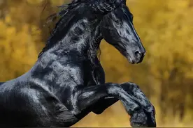 世界上最贵的马之一，被称为“马中黑珍珠”，一匹马能买到1000万图片