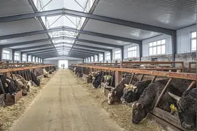 2022年养牛最新政策，有条件的赶紧申报图片