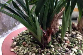 “它”是最好的“兰花”花肥，没有之一！铺一层，侧芽长到爆图片