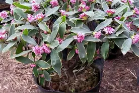 这3种“花”，比“香水味”更好闻，味道还持久，回家快养一盆图片