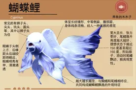 每天认识一种鱼·蝴蝶鲤图片