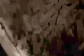 吃完腹痛！到店发现几百只蟑螂！这种外卖慎点→图片