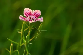 家中亲人变成了仇人，做好以下三件糊涂事，你就赢了图片