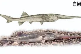 认识长江流域野生保护鱼（上篇）图片