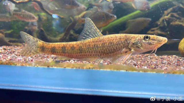 榛戦緳姹熼奔绫讳箣鈥滀笁鍗佷簩鏉傞奔鈥濆浘璋? onerror=