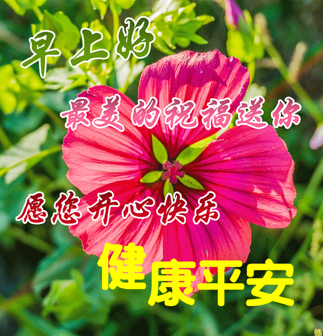大家早上好最新带字动态片, 每日清晨朋友圈问候语片大全