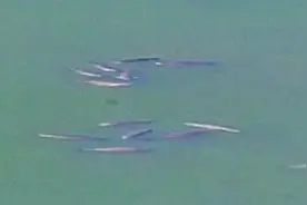 密密麻麻都是鱼！长江万州段大鱼聚集，为何今年鱼群特别多？图片