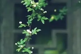 忙中有静趣，人生方从容图片