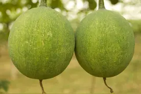 经方中栝楼实和栝楼根应用规律探析图片