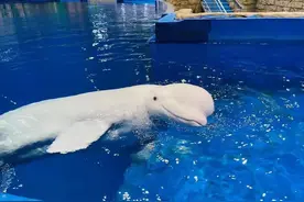 凭此证，鄂尔多斯这些景区免费玩，还有这些福利！图片