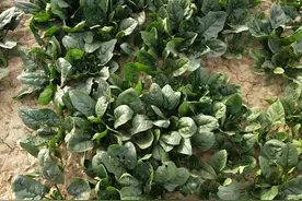 春季蔬菜长势弱，种菜要有技巧，试试3个方法，农户都能种好图片