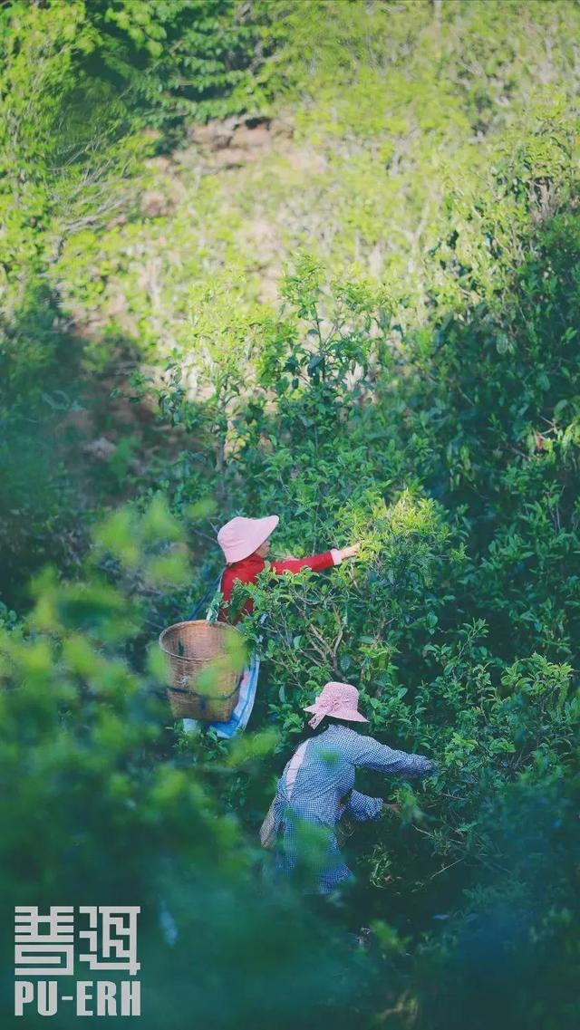 茶叶冷知识：不骗您，普洱茶真的有糖