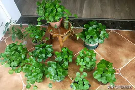 水培铜钱草，让它长爆盆，水里加点“河沙”，1个月就长满花盆图片