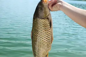 4 种鱼已被列入“致癌名单”！吃多了癌症找上门，卖鱼的从来不吃图片