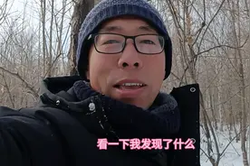 杨树上的冻青，冻青也叫冬青，槲寄生，北寄生。它一年四季常绿图片