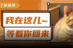 猫咪会因为想我，等我回家吗？图片