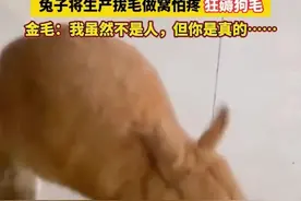 兔子将生产拔毛做窝怕疼狂薅狗毛，有母爱但没素质图片