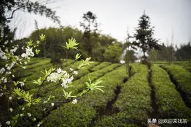 安吉白茶2022新茶价格图片