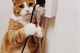 喵星人“最讨厌”的9件事，你经常做，难怪猫不粘人图片