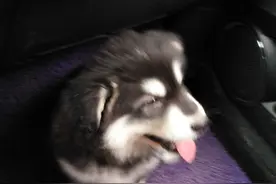 熊大，一只帅气阿拉斯加，一个大暖男，刚来的时候图片