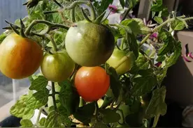 一个小番茄，扔花盆里，长出一大棵，结的番茄全家吃不完图片