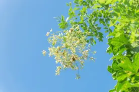 舌尖上的春天，真好吃啊！图片