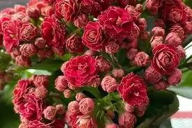 适合秋天种植的4种花，养一盆多季节有花赏，值得拥有图片