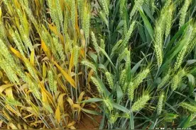 几十选一：13个“双抗”抗病小麦品种，适合河南、皖北、苏北种植图片