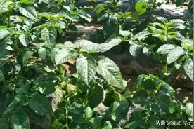 土豆三十公分高了，赶紧这样掐尖打芽，土豆块多到吃不完图片