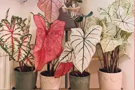 7种“高冷花”，客厅一放，长得极旺，就是不能晒太阳！图片