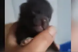 女子捡了只小狗养大后竟是貉！这小家伙越长越小，还退毛、蜕皮图片