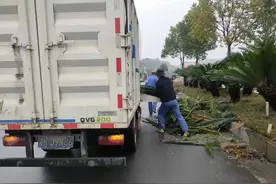 粉碎木材竟然这么高利润，怪不得这么多人想干这行图片