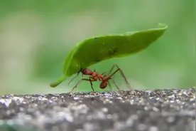 人能跑赢动物吗？现实中的人马马拉松，人类2次跑赢马图片