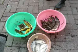 套路？江西大爷街头出售“垂钓渔获”，15块一斤随便挑图片