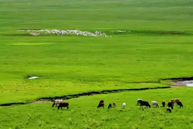 内蒙小伙带女友回家，父母准备了一桌美食，女友却一口也吃不下图片
