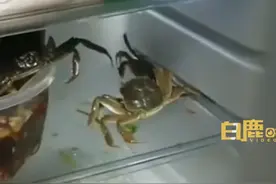 女子自制生腌蟹3小时后螃蟹“越狱”乱爬，当事人：没下得去口，之后不会再尝试图片