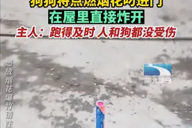 狗狗能有什么坏心思，叼起点燃的爆竹就往屋里跑，室内烟花格外靓图片