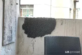足足三斤！兰州消防智取蜂巢摘除“毒瘤”图片