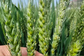 小麦扬花期究竟能不能打药，许多人都搞错啦图片