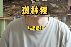 斑林狸一种非常敏捷、可爱又凶的动物。花花媳妇（斑衣蜡蝉）一种常见的害虫。#科普 视频封面