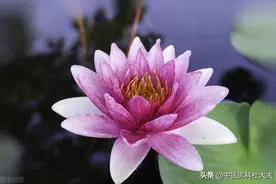 伤精过度，海绵体硬度差如何恢复？图片