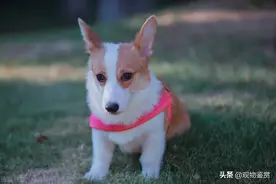 哪33种狗可以办狗证，狗证有什么用图片