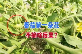 栽种番茄，第一个果为啥要摘掉？改掉3个坏习惯，番茄又大又多图片