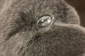 猫毛有多防水？“我直接在上面造湖养鱼！”图片