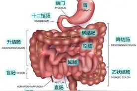 小肠的功能图片