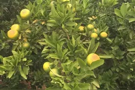 炎热的夏季如何防范柑橘高温热害的影响？加强柑橘园4个管理图片