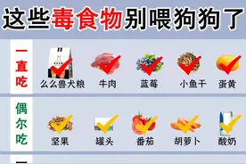 新手养狗必看，狗狗这些食物不能吃图片