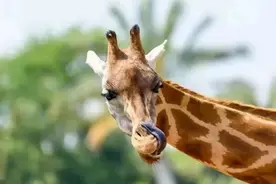 「动物故事」长颈鹿图片