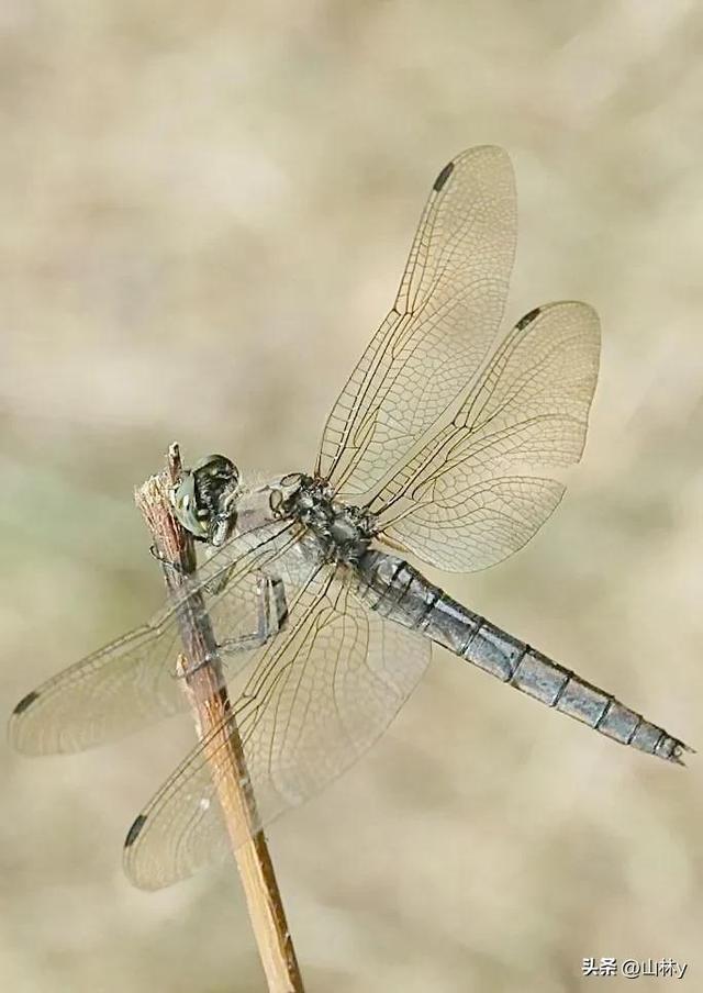 世界上最漂亮的蜻蜓,色彩斑斓,美极了!